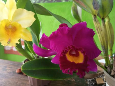 Orquidario Florescer