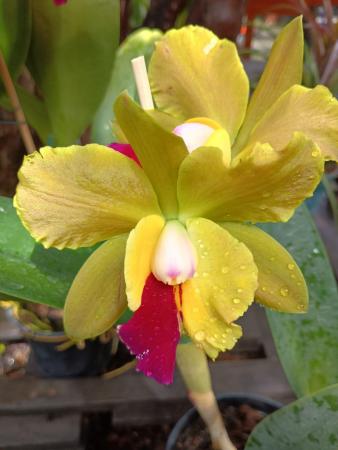 Orquidario Florescer