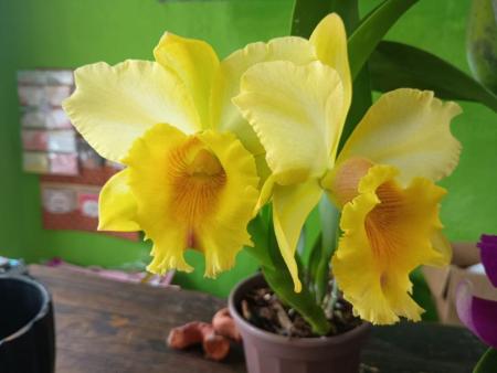 Orquidario Florescer