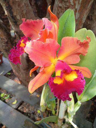 Orquidario Florescer